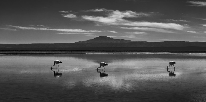 A panoramic black and white image with three flamingos feeding in a lake. There's a distant mountain behind them. A few wispy clouds cross on the sky reflect off the lake.