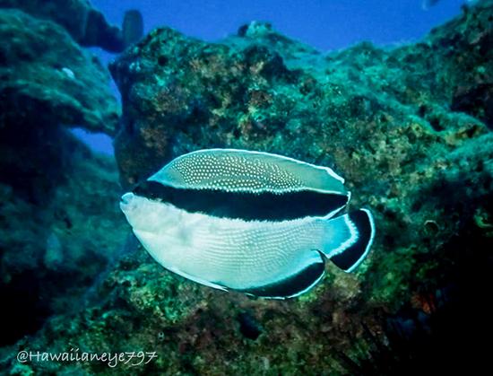 A white, silver and black fish, marked with a bold black stripe through its eyes and sides.