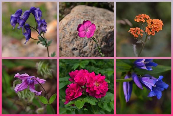 photo collage in 6 square panels, 3 across top, 3 across bottom, framed in lavender grey at top blending to medium pink on bottom.
all flower photos, medium close; top to bottom, left to right: blue-violet Monkshood -more like tall bonnets for some science fiction priestesses, open at the 'face' end. Single pink flat faced Dianthus flower with fringe edged petals, in front of a large light coloured speckly stone. Cluster of tiny orange  Yarrow flower heads, just opening, still bright and small.
Top view of a Clematis flower, separated purply pink petals (sepals? haven't looked this one up) with paler rather wavy upturned edges, several of their mop-head seed heads developing behind. Cluster of several deep pink flouncy roses- rugosa type which means thick leathery foliage and thickish petals. Several long narrow tubular Gentian flowers, a mix of blue adn violet with paler bits, the overall colour combination makes them like they were painted with watercolours.