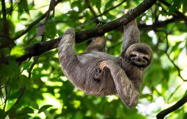 Un paresseux bénèze dans la forêt au Costa Rica (photo Lukas Kovarik pour ShutterStock)