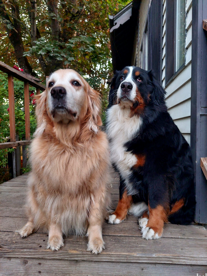 Almost fall sunrise photo of a Golden Retriever and a Bernese Mountain Dog on a small wood deck. Both dogs are sitting and have serious faces. They are ready for breakfast, but wait for a picture to be taken.