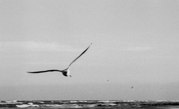 Gliding seagull against the background of the Baltic Sea. Black and white photo.