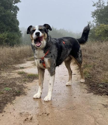 Black, brown, and white border heeler dog making a funny face while standing on a dirt trail. 