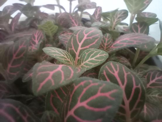 Close-up of a fittonia, showing off the pink veins on the leaves