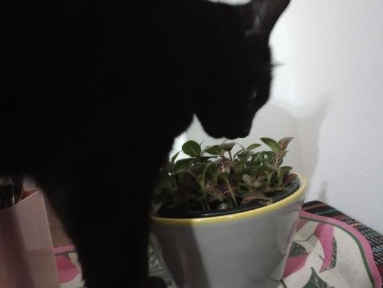 My cat, Formiga, smelling the plant