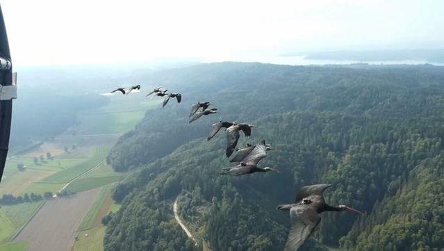 Els ibis criats en captiviat segueixen les biòlogues que els han fet de mares (3Cat)