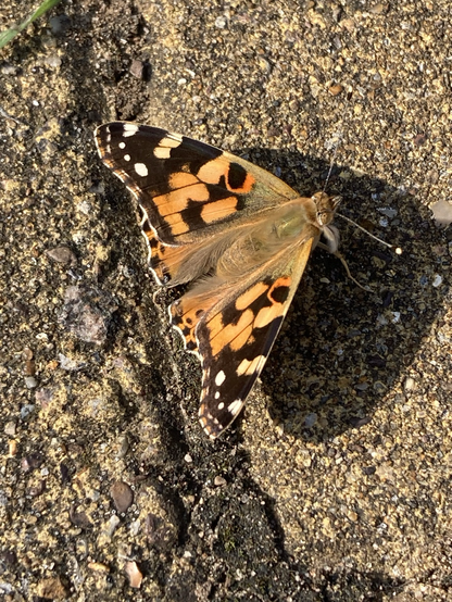 Painted Lady basking on sunny pavement