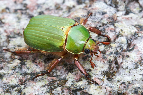 Close-up photograph of an apple green beetle with coppery red legs and antennae, standing on what looks like a granite rock.