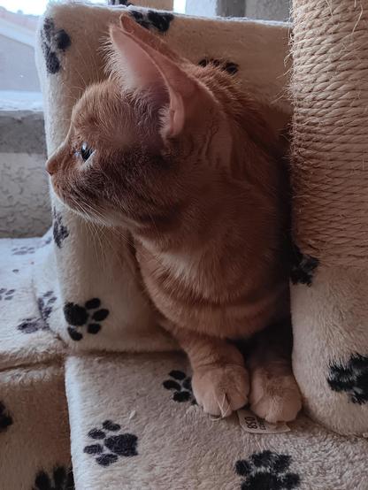 A ginger tabby protrudes from a box on a cat tree. His forepaws lay next to each other, in front of him, as etiquette may dictate. His head is turned to camera left to intently examine something. The reflected daylight outlines his handsome face.