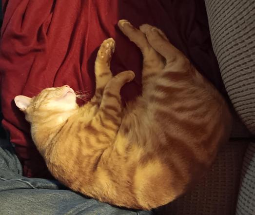 Orange tabby asleep on the couch.