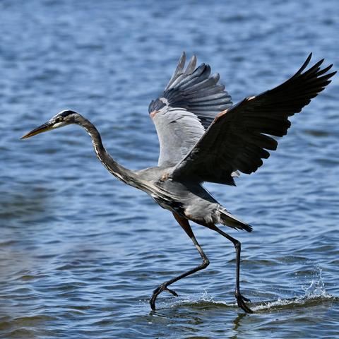 A great blue heron jumping out of the water. The bird has predominantly blue-gray with dark blue feathers on the outer edge of its wings and on its head, over its yellow eyes. Its beak is long and pointed, its legs are dark blue-gray, and its throat and breast are white with dark blue streaking. Beads are leaping up from the water around and behind the bird's feet as they drag the surface. The background is out-of-focus rippling water.