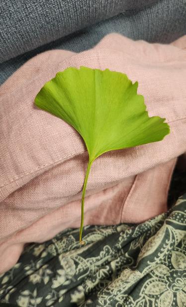 A photo of a green ginkgo leaf against a pink linen fabric. There's a silky dark green texture near the bottom of the photo and a muted light blue near the top. The ridges are quite irregular, and the leaf has a lovely S-shaped curve. There are touches of yellow-green and brown around the edges, and the stem has a satisfying curve.