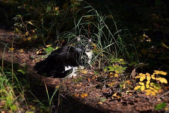 Black cat with white belly, bib and feet is laying on the ground at the edge of a woodland path with is covered with spruce needgles and dry leaves. She is partly obscured behing a clump of rather wispy grass. A shaft of sunlight cuts through the shade, almost perfectly along the path, and including Pearly where she is laying. Behind/around are various native understory plants, some grass, some leafy with some green and splashes of gold.