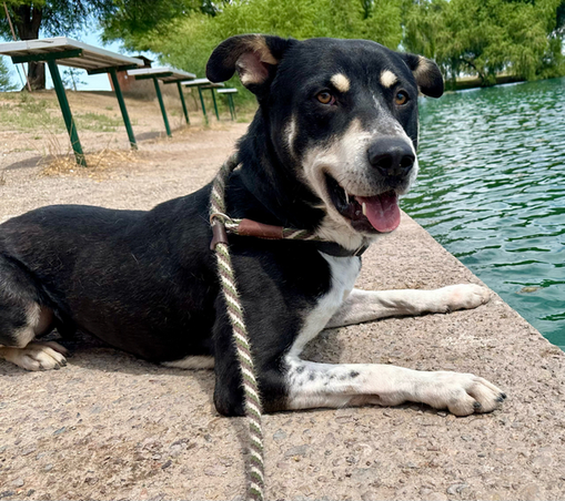 Beautiful dog by the edge of the lake at the park.

Caption: 