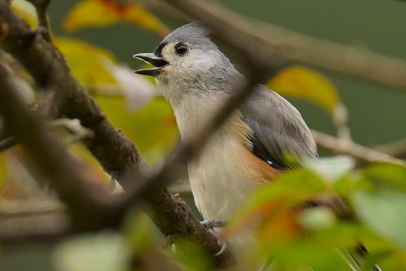 A Tufted Titmouse is singing away from the lower canopy in early autumn.