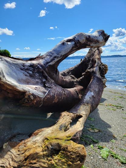 The smoothed roots of a large tree on brown sand overlooking water. The sky is a bright blue and the water looks chilly. 