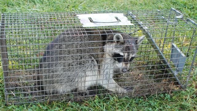 A large raccoon with nice fur in a cage trap. 