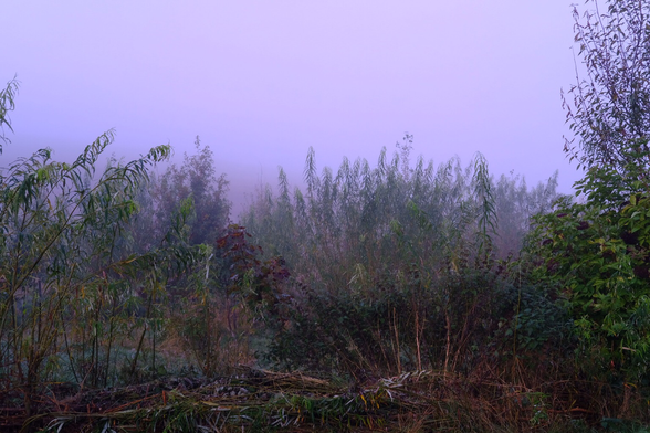 Misty sky above a tangle of trees