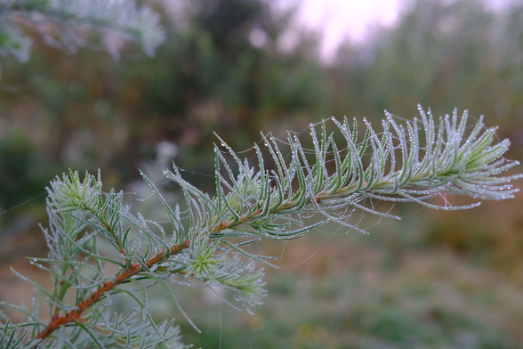 Larch branch with water droplets 