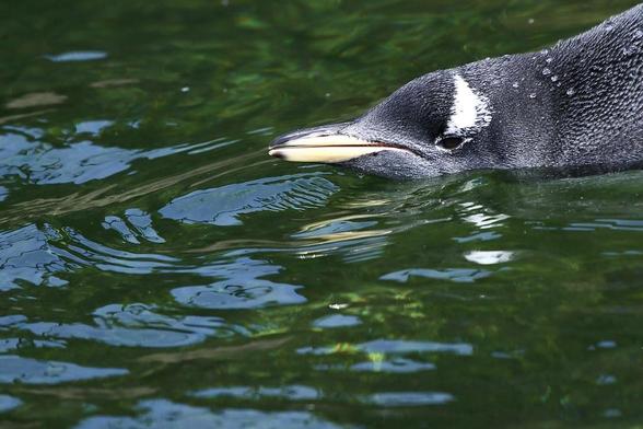 Photo of a Penguin swimming in a pond at Edinburgh Zoo..
Close-up of the head.