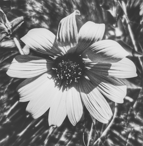 Close up black and white photo of a sunflower