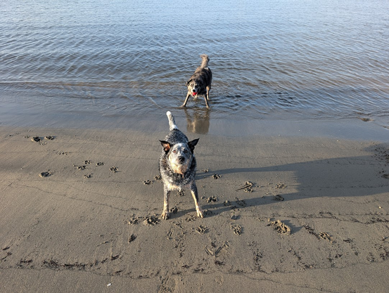 Two dogs poised to chase the ball in my hand - one has a red ball in his mouth already