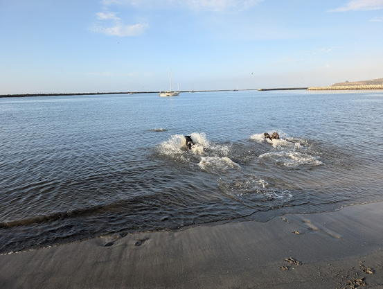 Both dogs splashing into the harbor - not pictured, a young sea lion who was watching them until they ran into the water and dove under himself