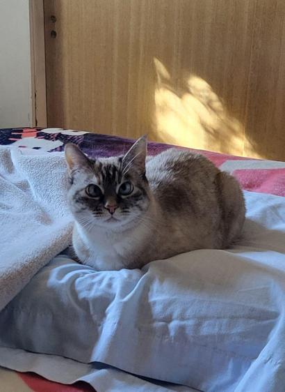 Lulu the cat, loafed on her pillow