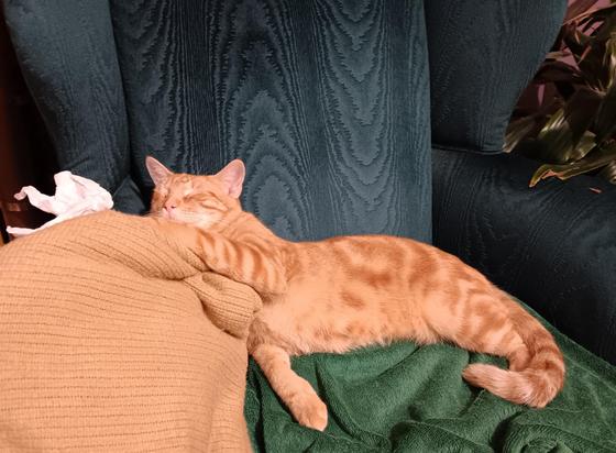 Orange tabby in teal wingback chair