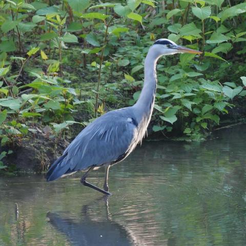 Héron les pieds dans l'eau