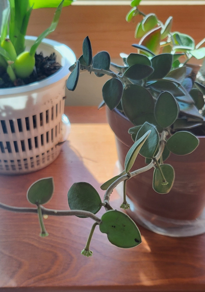 Small hoya nummeroides 'porcelain flower' with many small umbels in development.