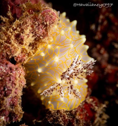 A fingertip-sized translucent sea slug with golden filaments crisscrossing its body, and white flower-like gills speckled with dark spots.