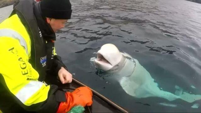 La balena beluga Hvaldimir, l'abril del 2019 encara amb l'arnès posat