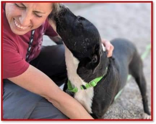 Beautiful dog and a person getting kisses.

Caption: 