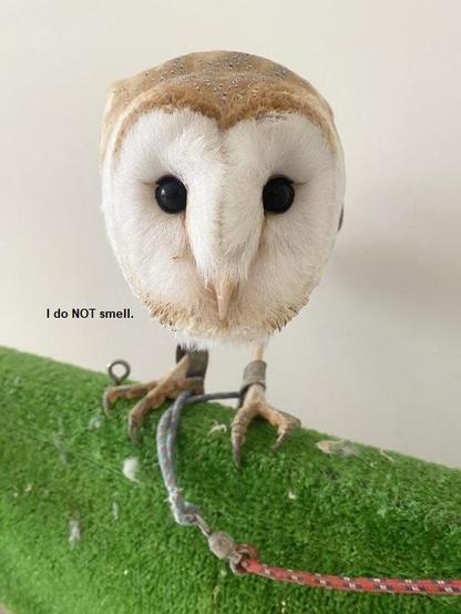 Barn owl on a perch leaning forward, resembles a half apple on legs

Text: I do NOT smell.