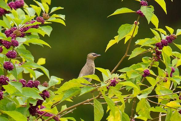 A juvenile Cedar Waxwing in a bush laden with purple berries.