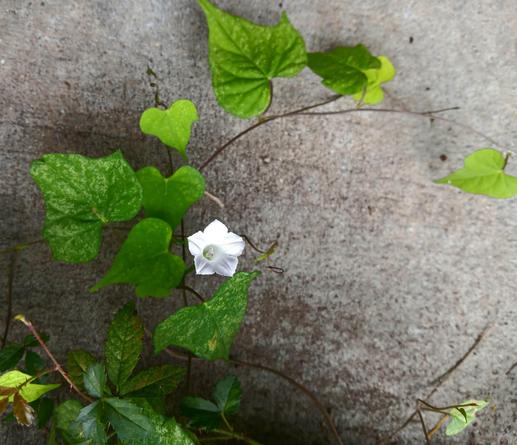 5-lobe white flower & curving vine with heart-haped green leaves on a backdrop of gray concrete.