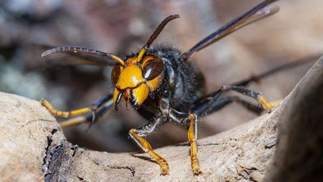 La vespa asiàtica és una espècie invasora que s'alimenta d'abella i posa en perill la biodiversitat (iStock/imv)