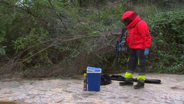 Una de les tècniques per erradicar els nius de vespa asiàtica és mitjançant càrregues d'insecticida congelat que es disparen amb un fusell (3Cat)