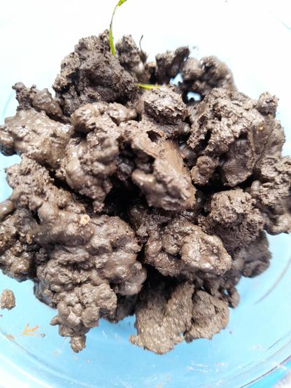 Earthworm poo from different angles. Here, it is collected in a glass. After the rain, it's extremely humid and shows its capability to keep water in the soil. The high content of organic matter and mixing of soil levels is beneficial: earthworm poo contains 40% more humus than the top of the soil itself.