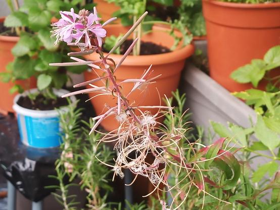 Eine Pflanze mit dünnen, rötlichen Stängeln und vereinzelten rosa Blüten steht im Vordergrund. Einige der Blüten sind verblüht und haben faserige Samenstände gebildet. Im Hintergrund stehen mehrere Pflanzentöpfe aus Terrakotta mit grünen Kräutern und Pflanzen, darunter Minze. Ein blau-weißer Plastikbehälter ist ebenfalls sichtbar. Die Szene zeigt eine Balkonsituation mit unterschiedlichen Pflanzen.

