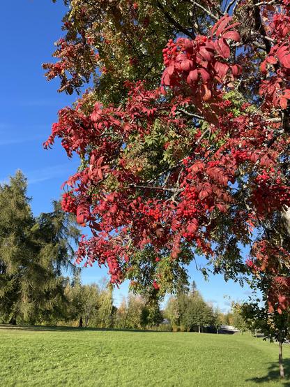 Photo of a rowan tree on a cool but sunny autumn afternoon. The leaves are turning and are giving the berries a run for their money on being bright red.