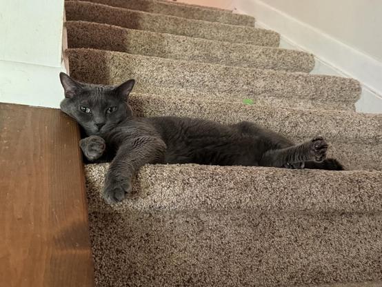 A gray short haired cat lounges on a step, halfway up the stairs.  The steps are covered with a beige carpeting. The cat lies sideways, looking straight at the camera, with one front paw dangling down. 