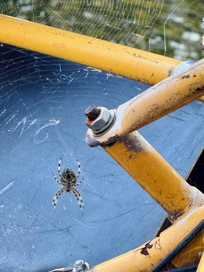 A big spider with black and white striped legs on a spiderweb, close up of bicycle parts and a blue background.