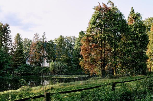 Die Aufnahme entstand im September 2024 in Versmold Peckeloh. In dieser Region Ostwestfalens finden sich zahlreiche Höfe und Kotten. Höfe verwenden zum größten Teil Klinkersteine und Kotten oftmals Fachwerk (Schwarze getünchte Holzbalken mit weiß gerfärbtem Putz.) Der hier zu sehende Kotten steht abseits der Straßen, umgeben von Laub- und Nadelbäumen an einem schon etwas größeren Gartenteich. Das Licht der untergehenden Sonne fällt von Links ins Bild und strahlt sowohl die im Vordergrund liegende Weideflächen, deren Zaun sowie die im Mittelgrund stehenden Bäume an. Ein ruhiger, stiller Ort - fast mittenmang im Nirgendwo.