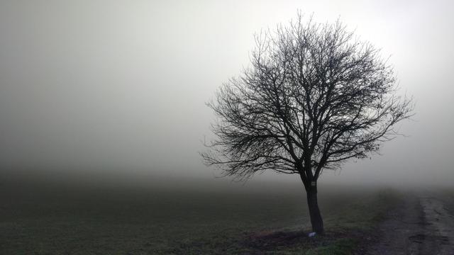 Photo of a single almost leafless tree standing at the edge of a pasture next to a crumbling asphalt road. The background disappears in thick for.