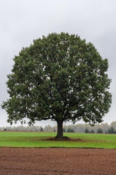 Ein einzeln stehender Baum auf einer Wiese. Weit ausladende Äste und üppiges Laub bilden eine kugelige Gestalt. Der Himmel ist grau. Ein breiter Streifen vor dem Baum ist anscheinend wieder frisch umgepflügt. Das Blätterkleid bekommt erste braune und gelbe Flecken.
