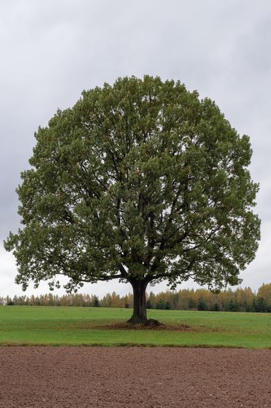 Ein einzeln stehender Baum auf einer Wiese. Weit ausladende Äste und üppiges Laub bilden eine kugelige Gestalt. Der Himmel ist grau. Ein breiter Streifen vor dem Baum ist anscheinend wieder frisch umgepflügt. Das Blätterkleid bekommt erste braune und gelbe Flecken. Das Grün hat schon einen leichten Gelbstich.
