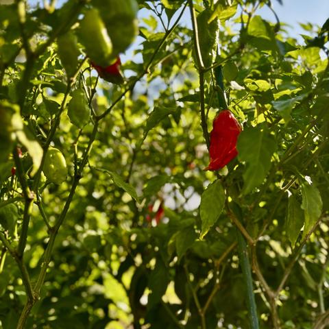 A photo through the foliage of a scorpion pepper tree. One bright red chile is in focus, center of frame. 