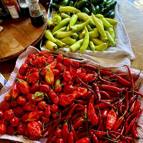 Two trays of peppers on a wooden dining room table. Several different types are pictured, including Cajun Belle, Cayenne, Scorpion, Red Habanero, Jalapeño and Wax Pepper.